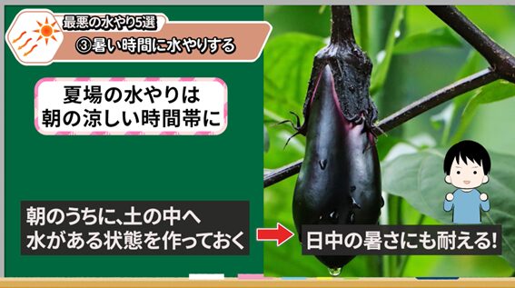 真夏の暑い時間帯の水やりを避ける説明画像