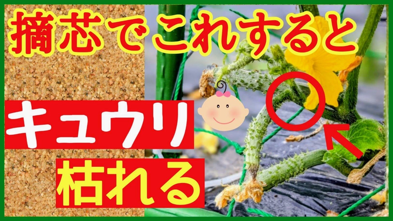 キュウリを50本も収穫できる！？初心者でも失敗しない子づるの摘芯と管理方法について