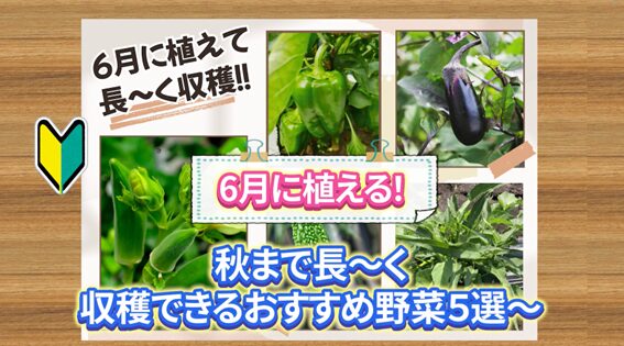 6月に植えるおすすめ野菜5選の一覧