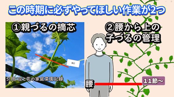 キュウリの親づる摘芯と子づる管理が大切な時期を説明する画像
