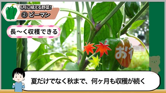 6月植えにおすすめのピーマン