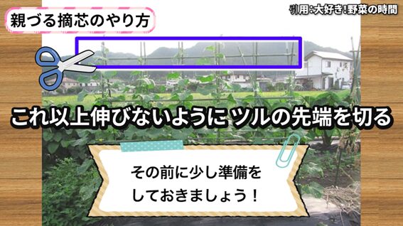 キュウリの親づる摘芯のやり方と注意点を説明する画像