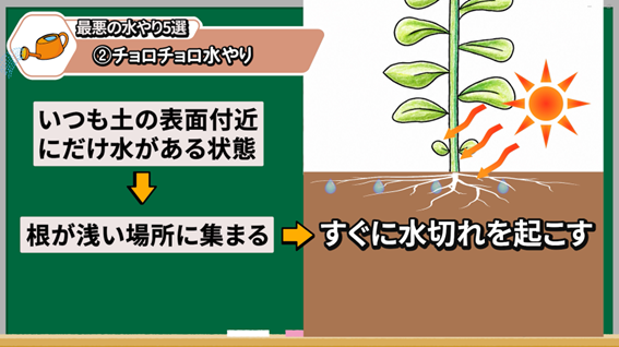 少量のチョロチョロ水やりでは根まで届かない説明画像