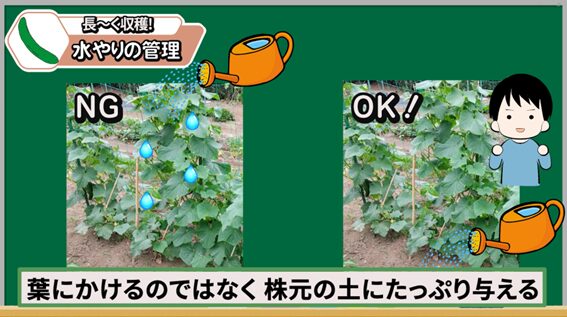 キュウリの水やりは株元にたっぷり与えることを説明する画像