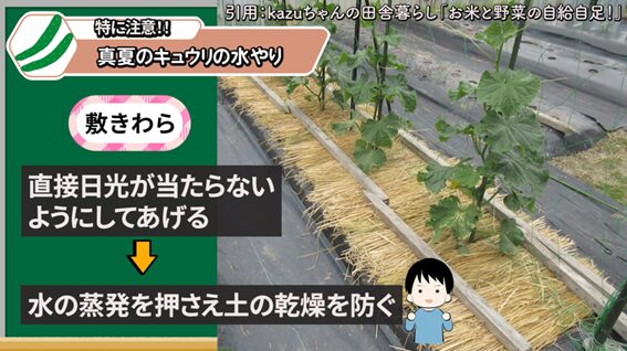 敷きわらやお酢で夏野菜を守る説明画像