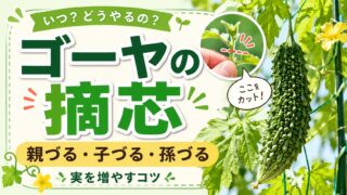 ゴーヤの摘芯と親づる・子づる・孫づるを解説するアイキャッチ画像