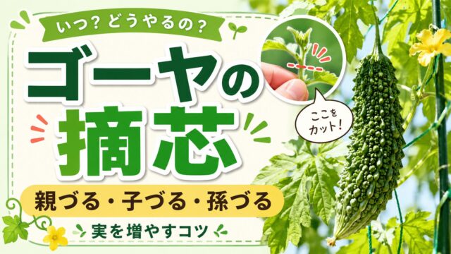 ゴーヤの摘芯と親づる・子づる・孫づるを解説するアイキャッチ画像