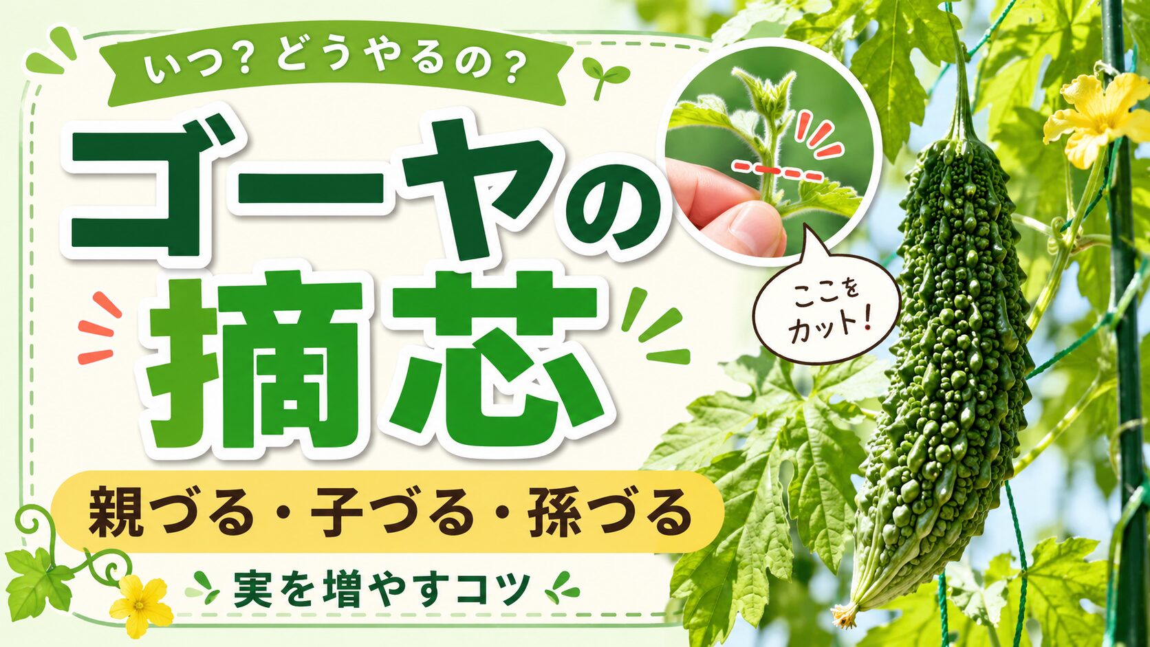 ゴーヤの摘芯と親づる・子づる・孫づるを解説するアイキャッチ画像