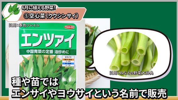 6月植えにおすすめの空心菜