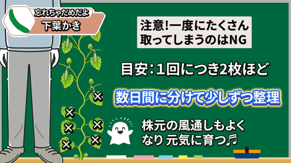 キュウリの下葉かきで株元の古い葉を取るポイントを説明する画像