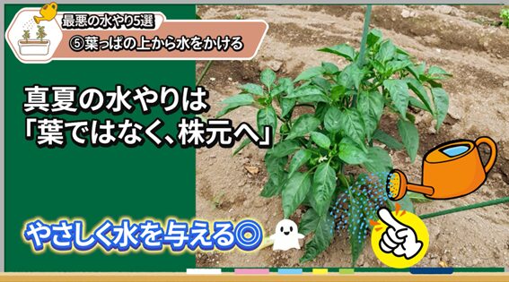 葉の上からではなく株元へ水やりする説明画像