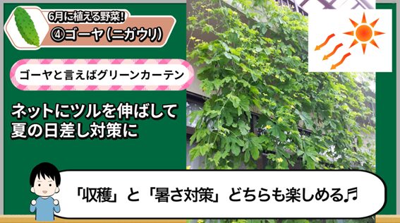 6月植えにおすすめのゴーヤ