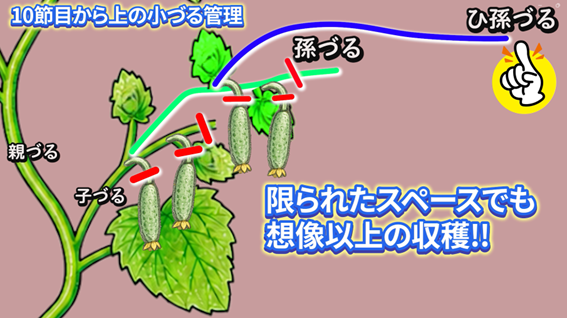 キュウリの子づるを葉2枚で摘芯する管理方法を説明する画像