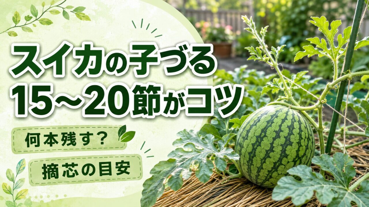 スイカの子づると15〜20節で実をつけるコツを伝えるアイキャッチ画像