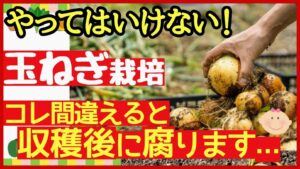 玉ねぎの収穫時期はいつ？腐らせない保存方法と失敗しない見極め方を解説のアイキャッチ