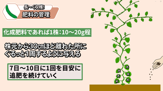 キュウリの追肥量と与える場所を説明する画像