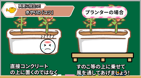 夏野菜の根の広がりに合わせて水やりする説明画像