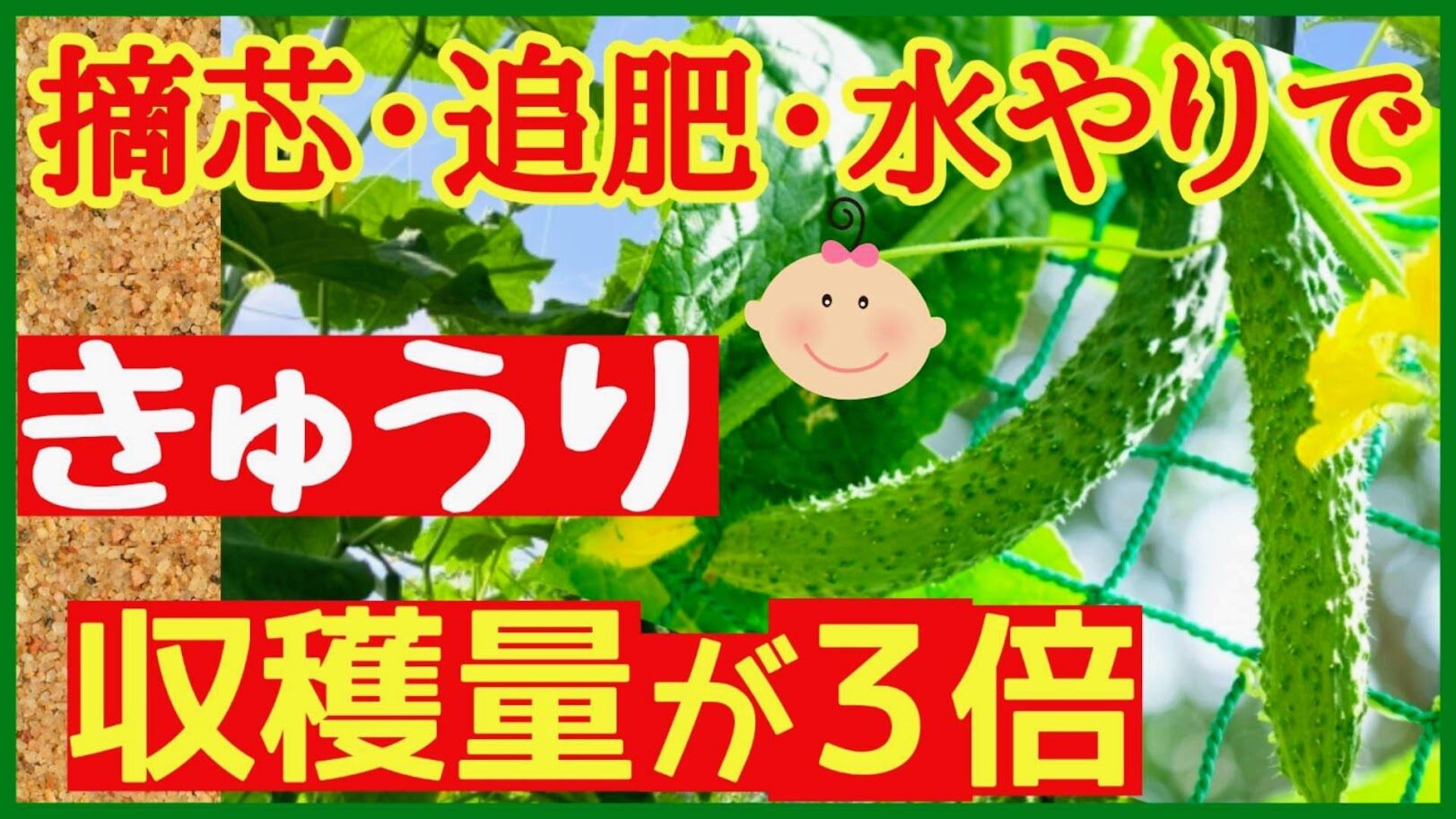 キュウリの摘芯・追肥・水やりで収穫量を増やす方法