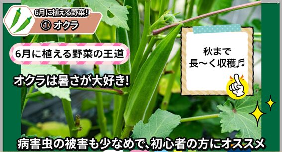 6月植えにおすすめのオクラ