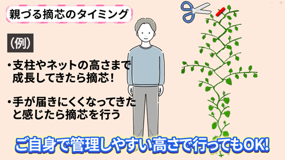 キュウリの親づる摘芯の意味を説明する画像