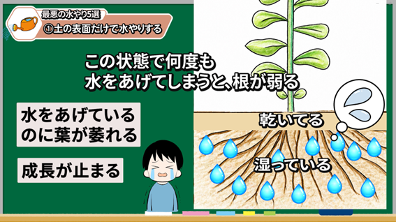 土の表面だけで水やりを判断しない説明画像