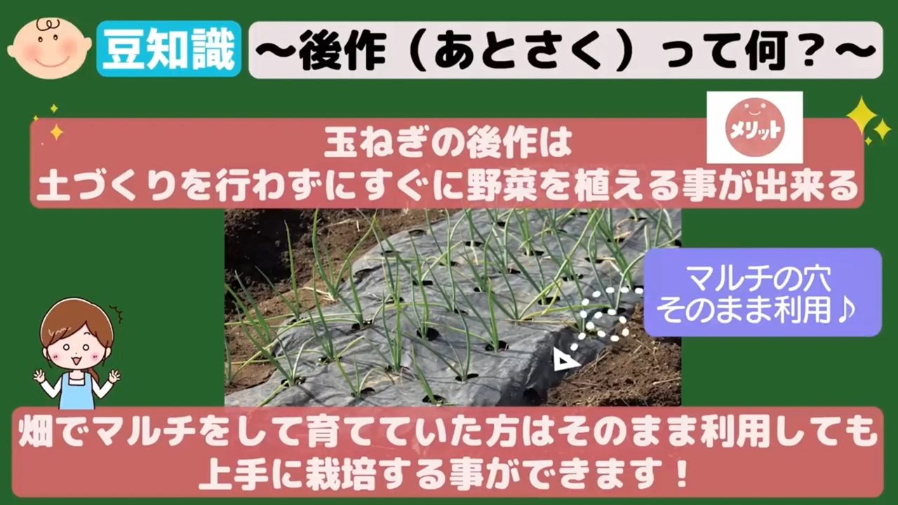 玉ねぎの後作でマルチをそのまま使える畑の様子