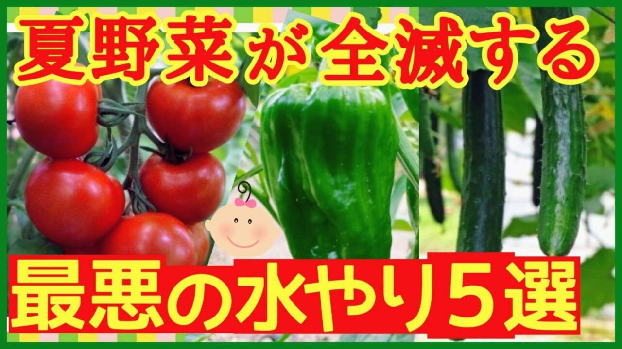 夏野菜を枯らさない水やりNG5選のアイキャッチ