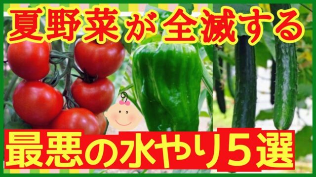 夏野菜を枯らさない水やりNG5選のアイキャッチ