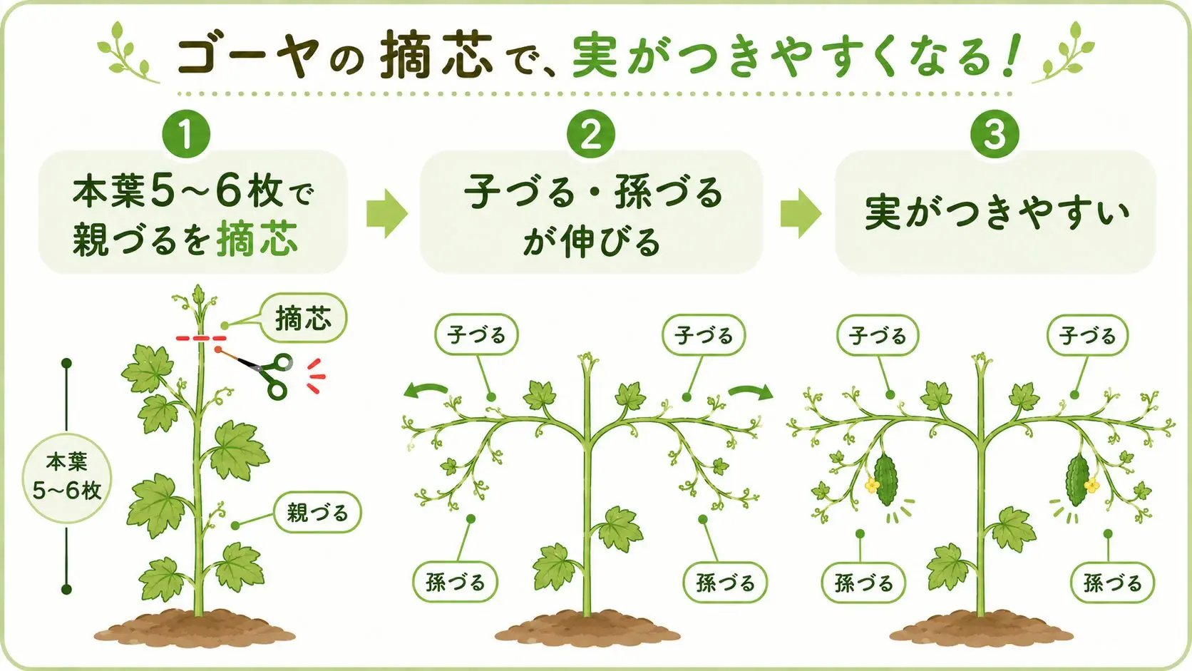 ゴーヤの親づるを摘芯して子づる・孫づるを伸ばす流れの図解