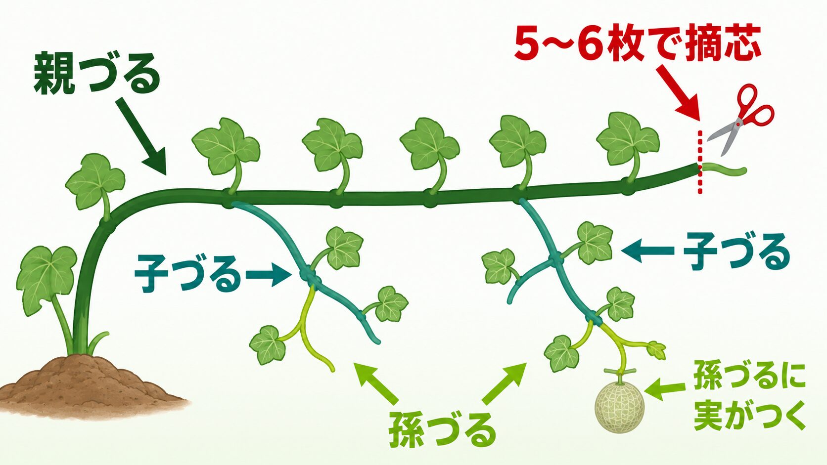 メロンの親づる・子づる・孫づるの関係図。5〜6枚で親づるを摘芯し、子づるから出る孫づるに実をつける流れを説明しています。