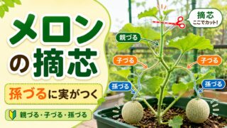 メロンの摘芯と孫づる管理を分かりやすく説明するアイキャッチ画像