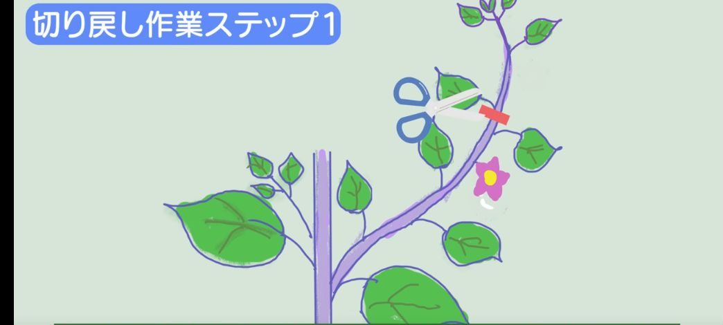 実の上の葉を残して切る実物の様子
