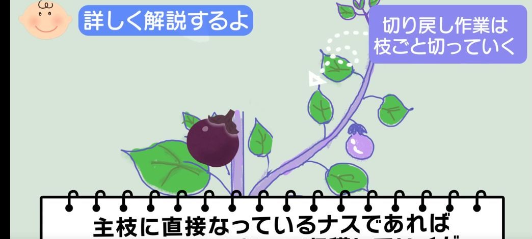 収穫後に枝ごと切り戻す実物の様子