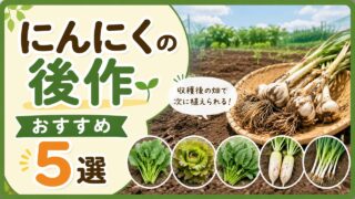 にんにくの後作におすすめの野菜5選のアイキャッチ画像