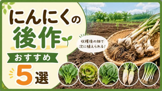にんにくの後作におすすめの野菜5選のアイキャッチ画像