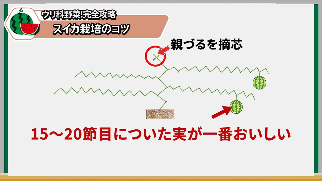 スイカの実を子づるの15〜20節目につける目安を示した図解