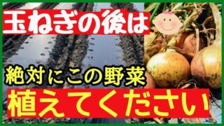 玉ねぎ収穫後に植えるおすすめ野菜を紹介するサムネイル