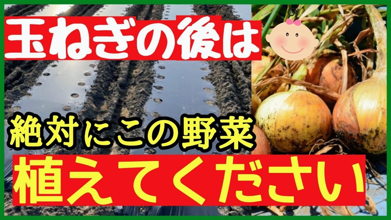 玉ねぎ収穫後に植えるおすすめ野菜を紹介するサムネイル