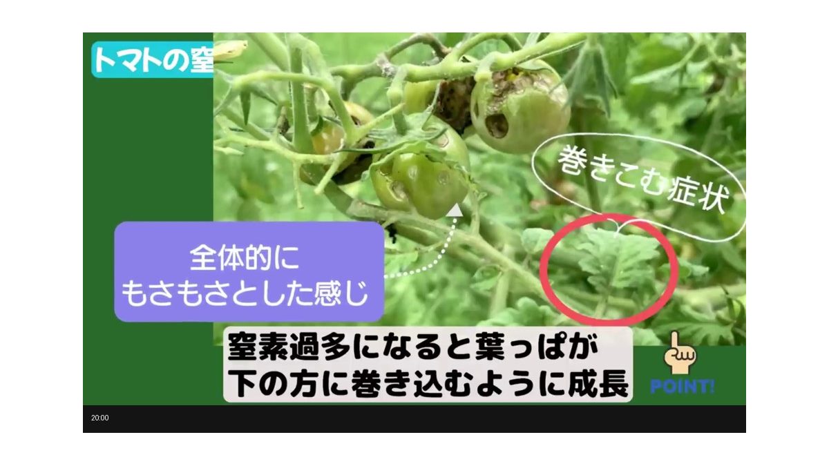 窒素過多で葉が巻き込み、全体的にもさもさしたトマトの様子