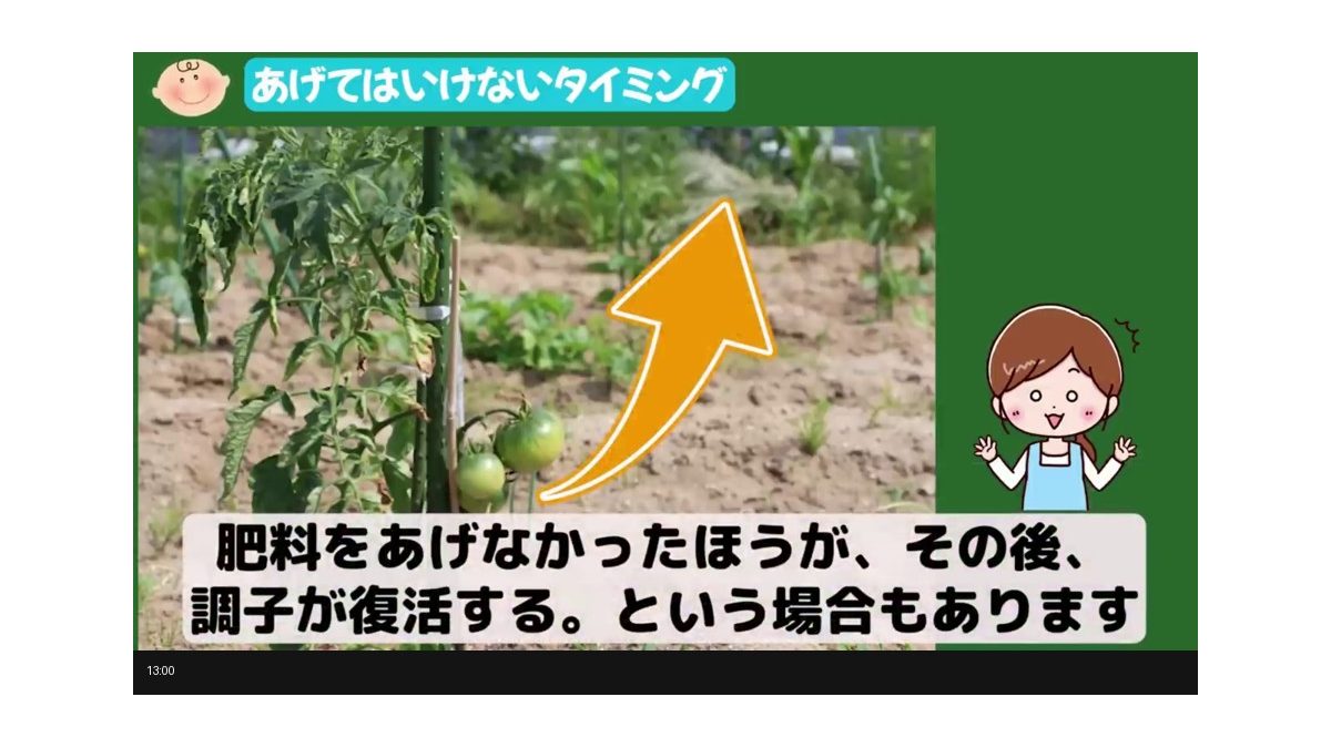 トマトに肥料をあげない方がよいタイミングを説明する画像