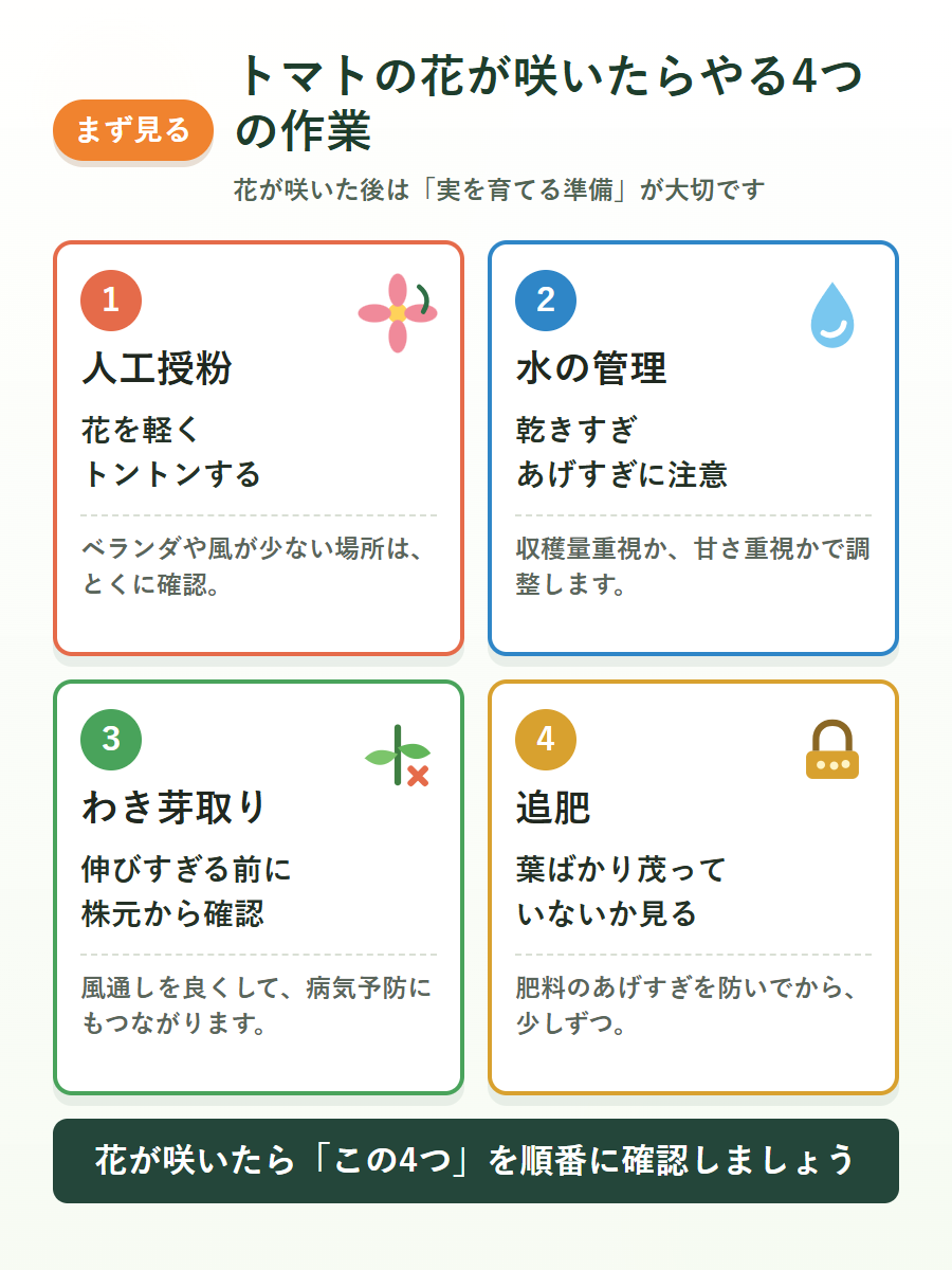 トマトの花が咲いたら行う人工授粉、水の管理、わき芽取り、追肥の4つの作業をまとめた図解