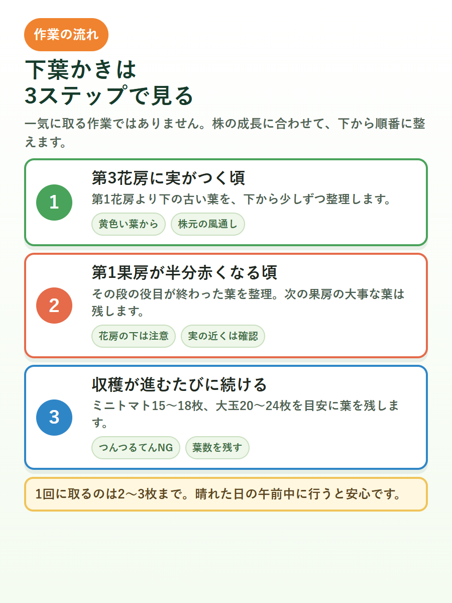 トマト下葉かきのタイミングを3ステップでまとめた図解
