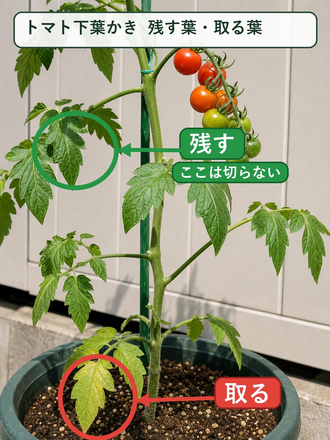 トマト下葉かきで果房の1つ下の残す葉と株元の取る下葉を示した図解