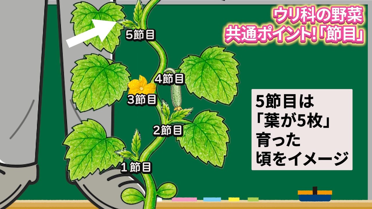 ウリ科野菜の5節目を葉っぱの枚数で説明した図解