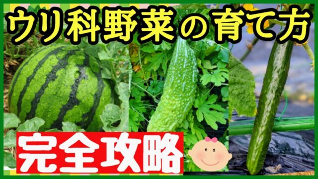 ウリ科野菜の育て方完全攻略。スイカ・ゴーヤ・キュウリをまとめたサムネイル画像