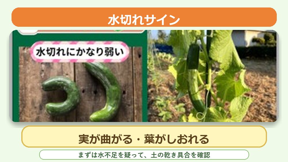 ウリ科野菜の水切れサイン。実が曲がる、葉がしおれるなど水不足の目安