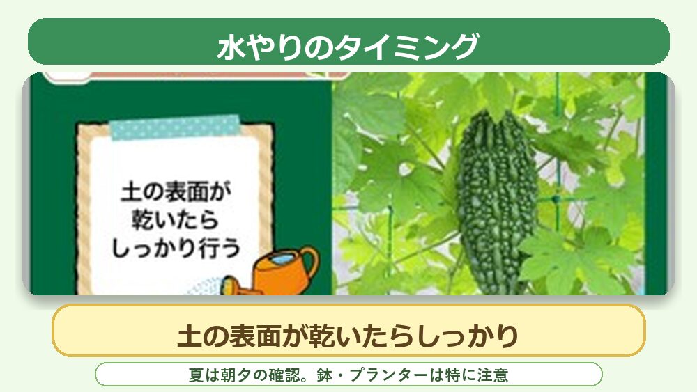 ウリ科野菜の水やりのタイミング。土の表面が乾いたら株元にしっかり水やりする目安