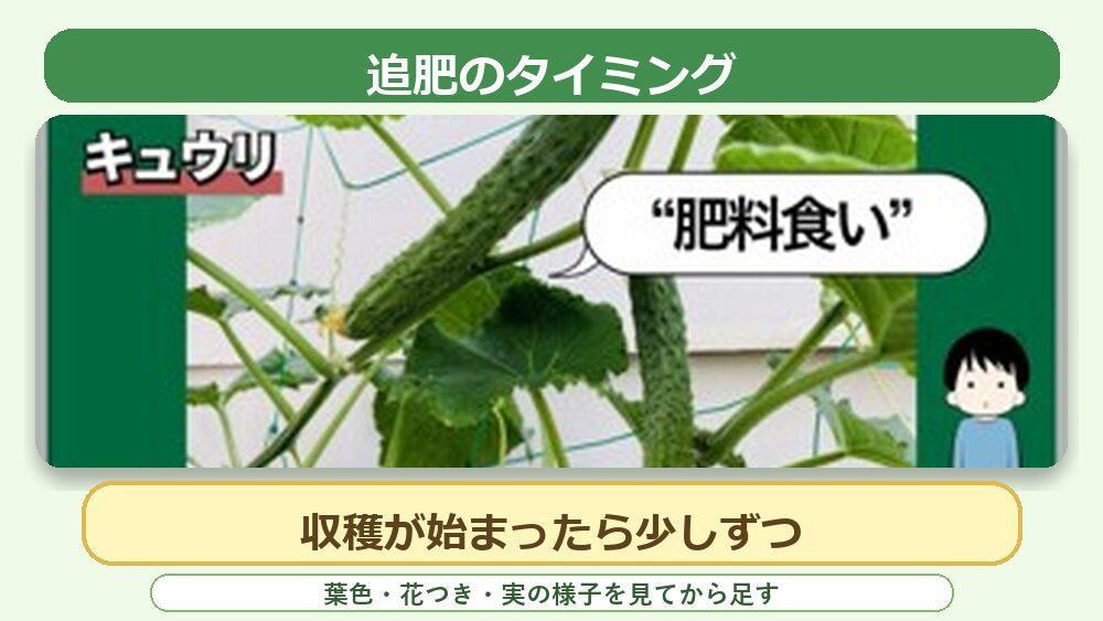 ウリ科野菜の追肥タイミング。収穫が始まったら株の様子を見て少しずつ肥料を足す目安