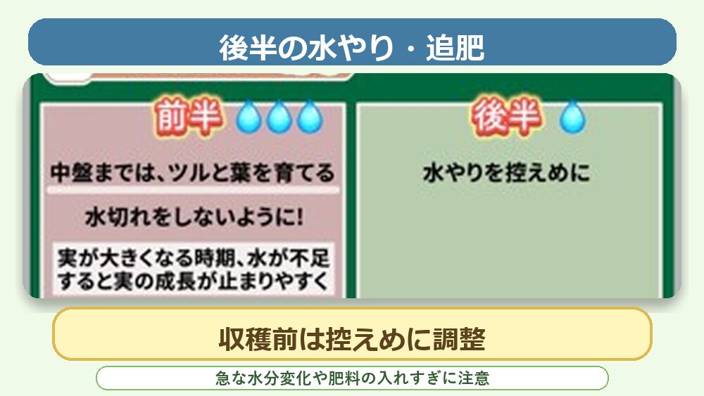 ウリ科野菜の後半管理。スイカやメロンは収穫前の水や肥料を控えめにする目安