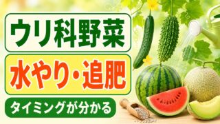 ウリ科野菜の水やりと追肥のタイミングを分かりやすく示したアイキャッチ画像